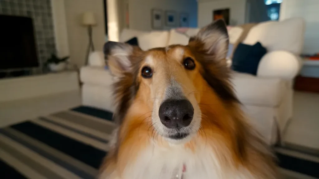 O que é bom para mau hálito de cachorro O que é bom para mau hálito de cachorro