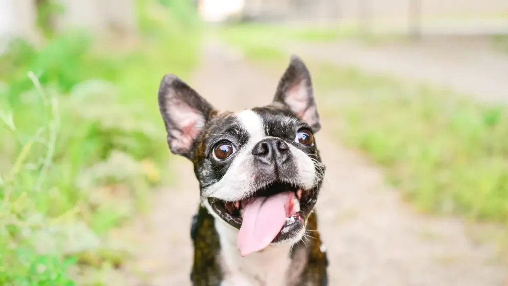 O que é bom para mau hálito de pet