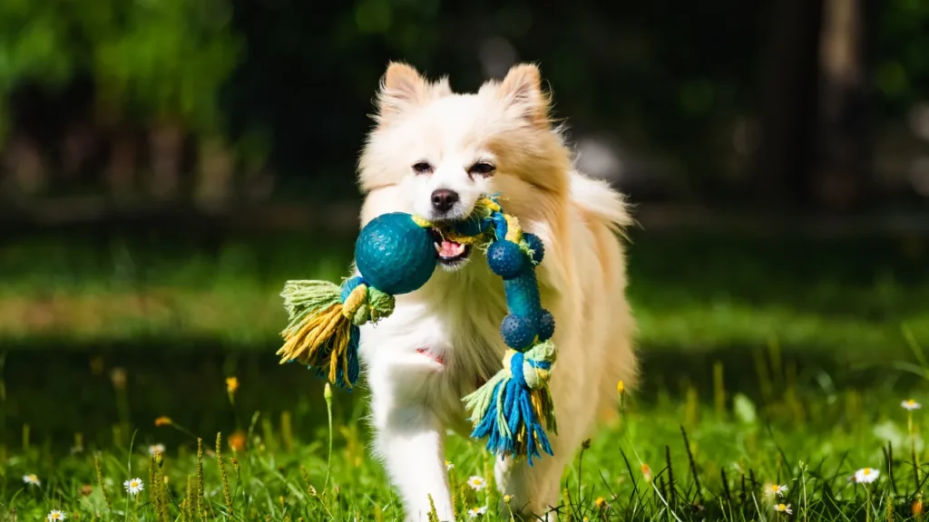 O que é bom para mau hálito de pet